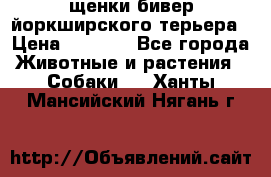 щенки бивер йоркширского терьера › Цена ­ 8 000 - Все города Животные и растения » Собаки   . Ханты-Мансийский,Нягань г.